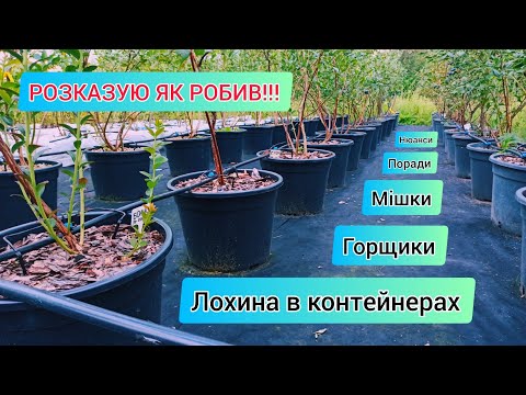 Лохина в контейнерах.