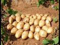 Life hack. How to grow potatoes