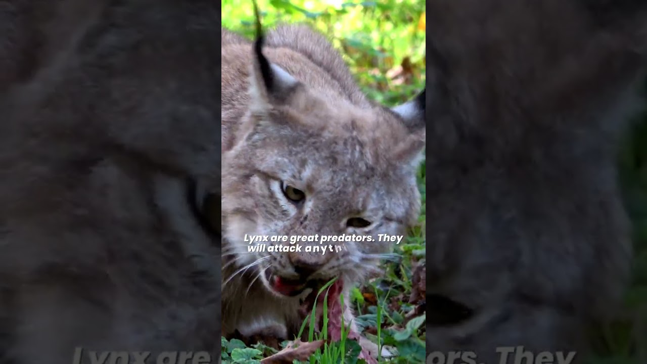 ☆ Canadian lynx therian ☆  Cat background, Lynx, Maybe in another life