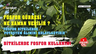 Fosfor Nedir ? Ne İşe Yarar ? | Fosfor Gübresi Ne Zaman Verilir ?  | Bitkilerde Fosfor Kullanımı