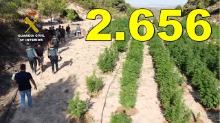 🌿2.656🌿 MACROPLANTACIÓN DE MARIHUANA al aire libre en Zaragoza 🔴4 detenidos que vivían en el terreno