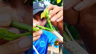 unique grafting techniques 🌳🌳#unique #gardening #grafting #plants #craft #diy