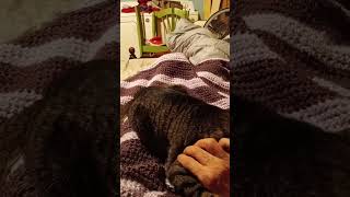 J.B. has took  over my @BAGODAYCROCHET  throw.  #silly #funny  #cat J.B, face wait for it