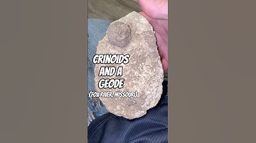 Crinoid Fossils And A Geode In One Rock