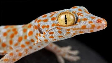 Âm Thanh Tắc Kè, Tắc Kè Kêu, Tiếng Tắc Kè Gọi Bạn Tình | Gecko Sound