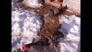 Feeding the chickens sweet Potato