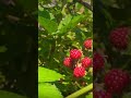Gardening | Raspberries Garden | Plants #gardening #raspberry #planting #plants #fruitgarden