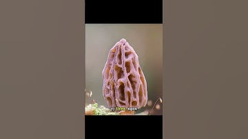 Các loại nấm hoang dại trong tự nhiên #shorts