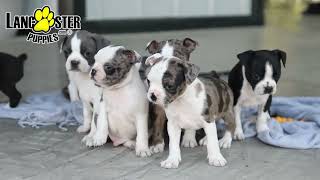 Sweet Boston Terrier Puppies