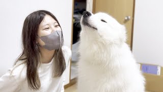 夜勤のママが朝帰りした時のお迎え遠吠えが可愛すぎる犬【サモエド】