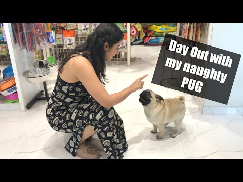 Taking My Pug Puppy for a SPA | Cutest and Funniest Pug Video| Garima's Good Life