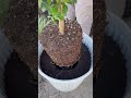Replacing My Winter-Damaged Topiary Shrubs 🌿
