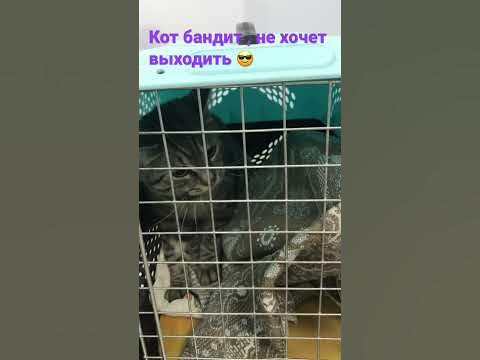 Злой кот 😾 - YouTube