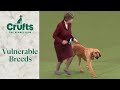 Vulnerable breeds competition final  crufts 2024