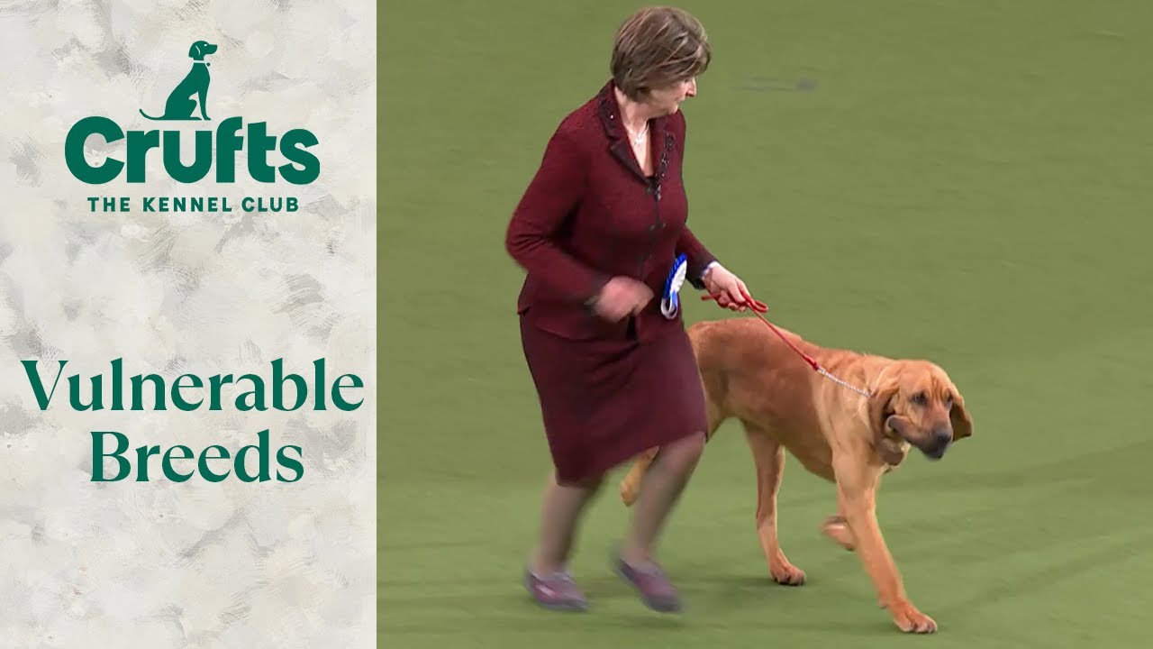 Vulnerable Breeds Competition Final  Crufts 2024