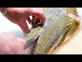 Japanese Street Food - LIZARD FISH Sashimi Okinawa Seafood Japan