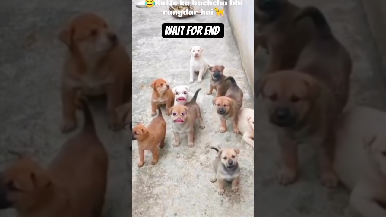 Indian dog ❌ Rangdari kutta ✅ “Indian Dost = Free Entertainment 😂” 