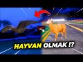 Hileyle Hayvan Olup Tüm Sunucuyu Trolledim! (Fivem Hile Troll)