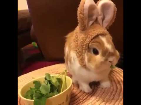 How Do I Hook Up Rabbit Ears How Do I Hook Up Rabbit Ears