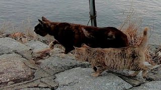 野良猫子猫グループ「よし、桟橋にパトロールに行くぞ!」