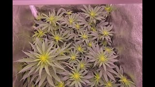Bloom Day 12 (Banana Hammock)