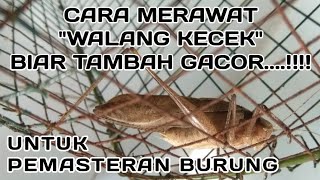 MERAWAT WALANG KECEK, BIAR GACOR UNTUK MASTERAN BURUNG