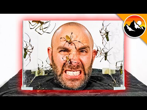 I Put My Head in a Box of SPIDERS!