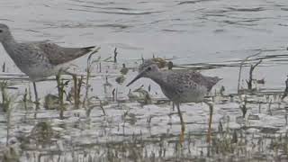 sandpipers, geese, and terns (HD)
