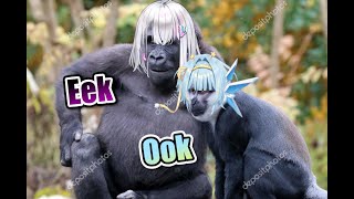 Jellys jealous of Embers monkey noise talent
