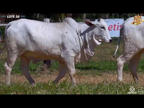 Nelore Cometa | 16º Leilão | Lote 50