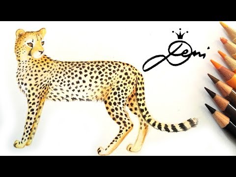 Video: Wie Zeichnet Man Einen Geparden