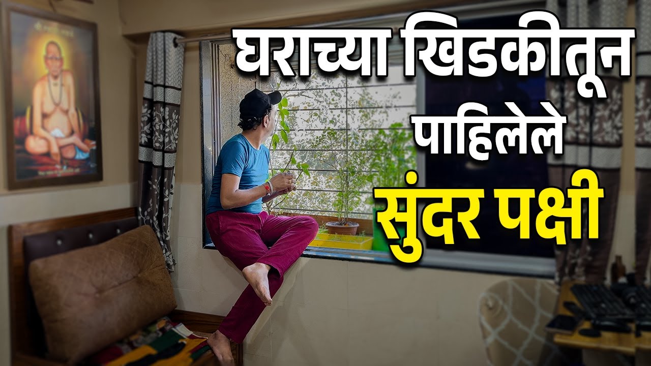 घराच्या खिडकीतून पाहिलेले सर्वात सुंदर पक्षी! 🕊️ | Bird Spotting Challenge | Nature at Home