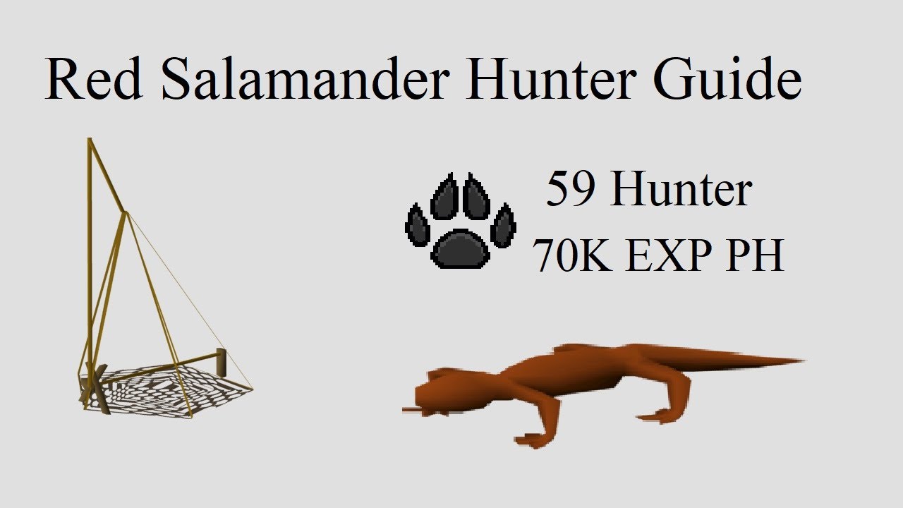 OSRS | Red Salamander Hunter Guide | EXP PH | (Level 59 - 67 Hunter) | Quick guide - YouTube