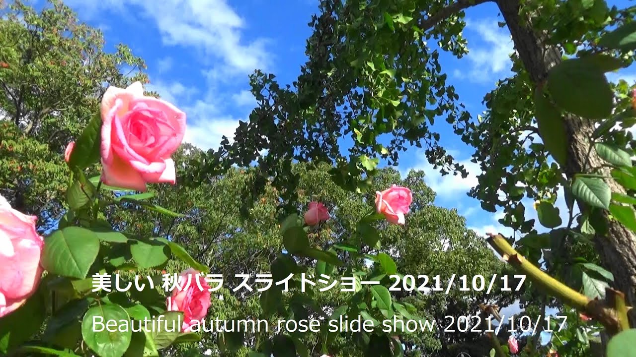 美しい秋 バラスライドショー21 10 17 Beautiful Autumn Rose Slide Show 21 10 17 駕与丁公園 粕屋町 福岡県 Youtube