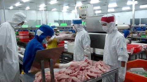 Fanchi-tech multi sorting check weigher for chicken fillet in factory