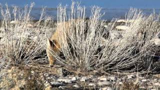 coyote.avi