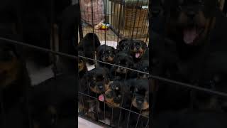 Trying to get 5 week old Rottweiler Puppies attention 👀 😂