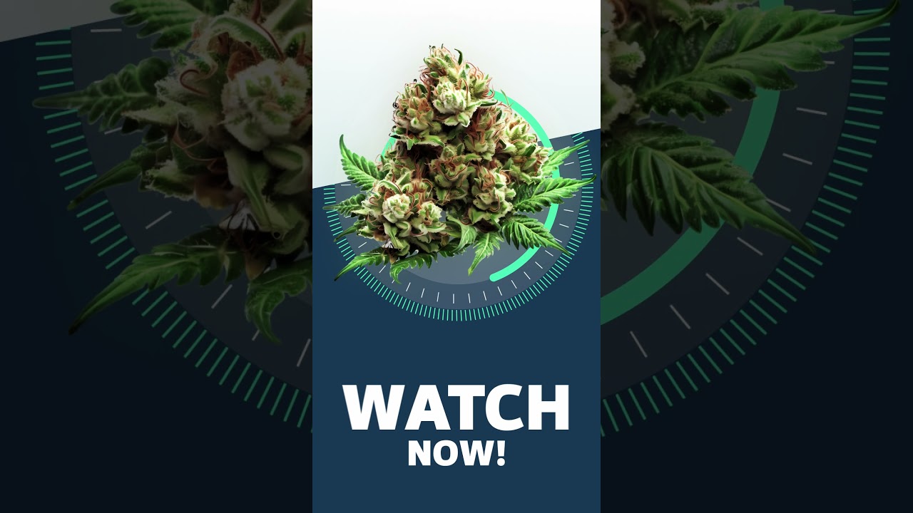 WATCH NOW! - Sour Kush Strainview