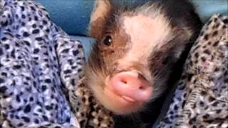 Speckles the Smacking Piglet!