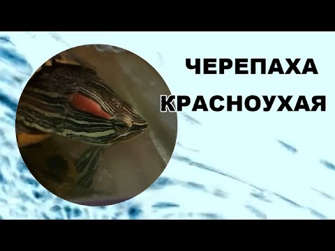 Вопрос: Делают ли черепахи запасы пищи?