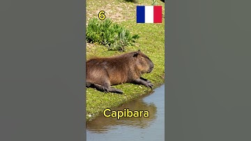 🇪🇸 🇺🇸 🇧🇷 #Capibara en diferentes #idiomas #languages #shorts #capivara #capybara