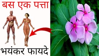 हिरे मोतियों से भी किमती है ये महाशक्तिशाली चमत्कारी जड़ीबुटी फूल | सदाबहार फूल के फायदे