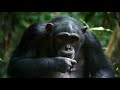 Chimpanzee documentary (Wild Africa )