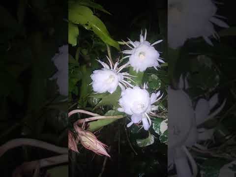 Epiphyllum Oxypetalum Plant And Flower Bloom With Natural Night Sounds | Misnamed As Brahma Kamal