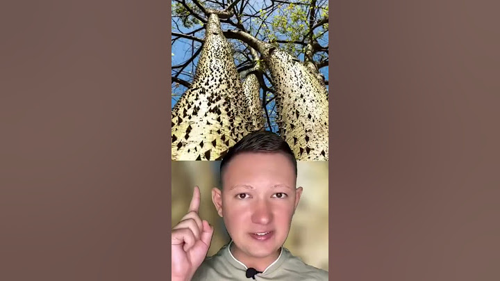 Самое опасное дерево в мире