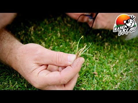 Video: Kikuyugrass entfernen: Erfahren Sie, wie man Kikuyugrass organisch tötet