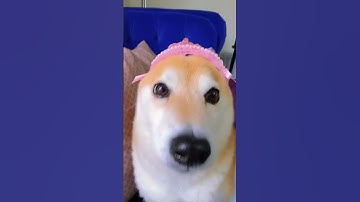 Thumbnail of popipopipopopipo.