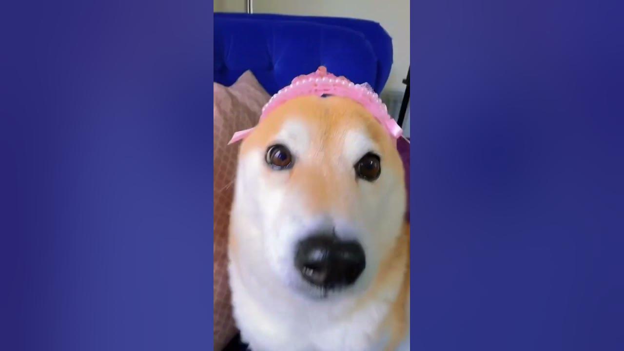 popipopipopopipo.