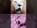 White Lion vs Lion #fight #battle