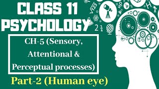 Class 11 Psychology Chapter-5 || Part-2 (Human Eye) || Text book